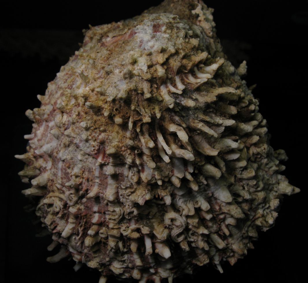 Spondylus spinosus (Schreibers, 1793)